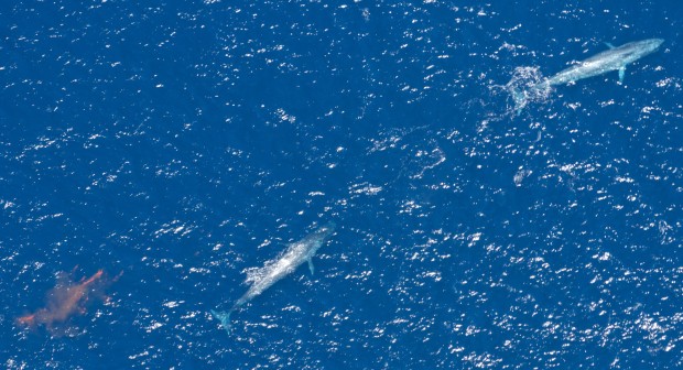 А ось так виглядають фекалії синього кита, якщо подивитися на них з літака