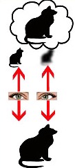 Існують різні види косоокості, найчастіше воно буває сходящимся (очі спрямовані до перенісся) або розходиться (очі спрямовані до скронь), тобто  горизонтальним