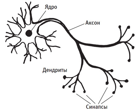 будова нейрона