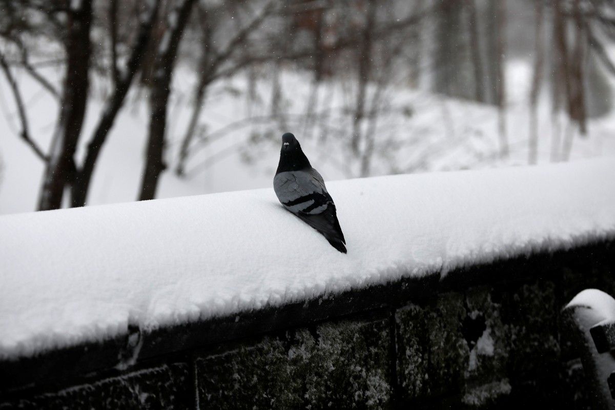 Міська влада пропонує штрафувати тільки тих, хто годує вуличних голубів в центрі міста регулярно, а тому, швидше за все, звичайним туристам за кинуті один раз крихти нічого не загрожує