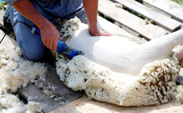 Яка сила необхідна, щоб утримувати вівцю на столі при стрижці