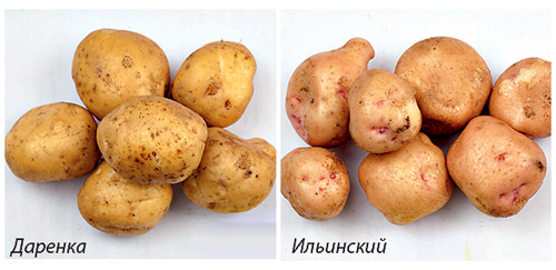 Сорт картоплі Іллінський - середньоранній (70 - 80 днів), жаро- і посухостійкий