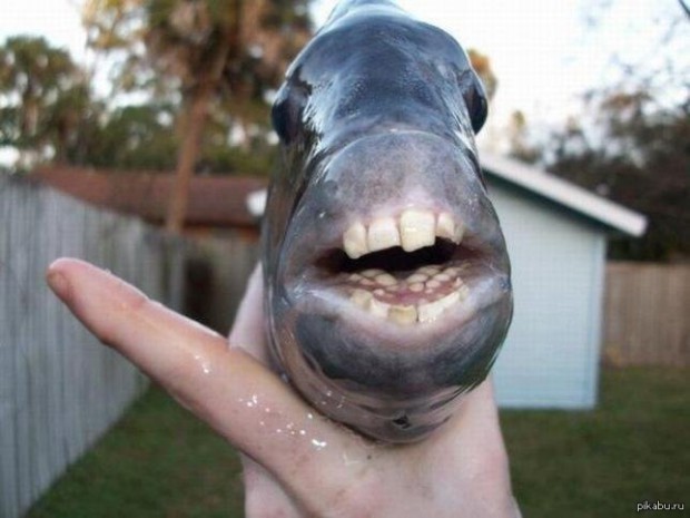 Риба з людськими зубами