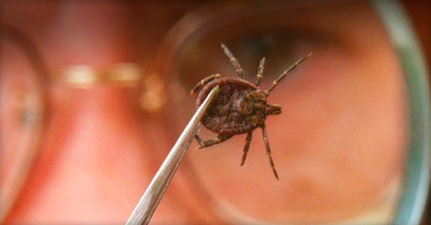 За даними Росспоживнагляду на 18 травня, по всій країні було зареєстровано понад 89 тисяч укусів кліщів