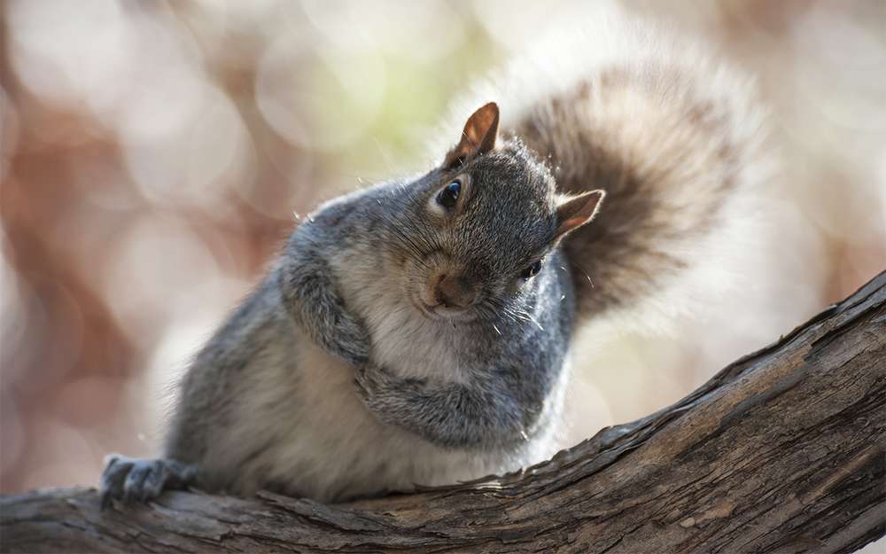На минулих вихідних ради директорів концерну Fiat Chrysler Automobiles (FCA) і Ferrari вибрали нових керівників, фактично відправивши Серджіо Маркіонне у відставку з поста керівника третього за величиною європейського автовиробника