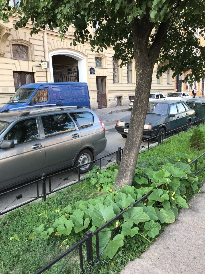 Про незвичайну знахідку повідомила учасниця спільноти «Гарний Петербург» в ВКонтакте Катерина Ільїна