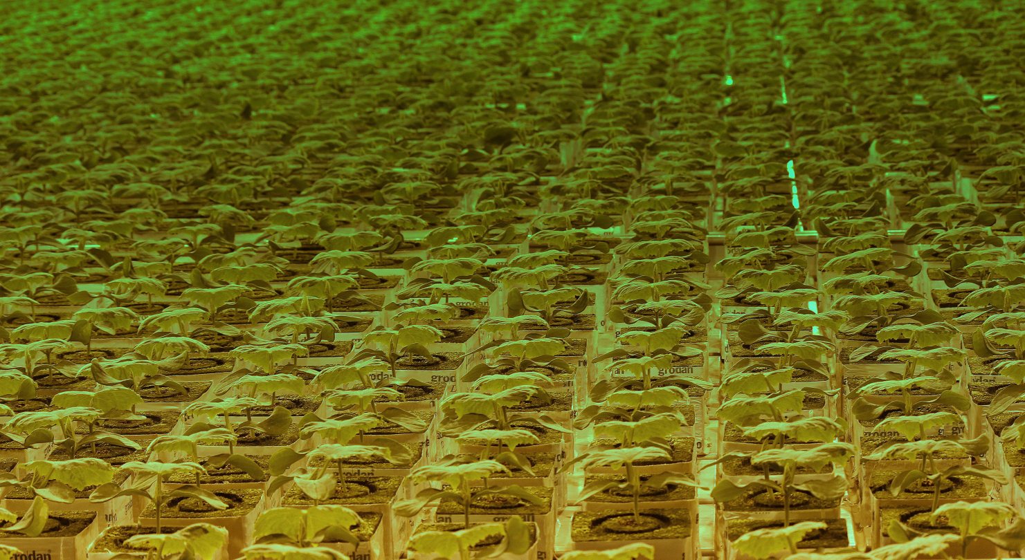 Чотири гектари теплиць для вирощування овочів за новою унікальною технологією «светокультура» із застосуванням інтерплантінга було урочисто відкрито сьогодні, 1 грудня, на агрокомбінаті «Горьковський»