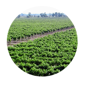 Родина справжнього вина - виноградник