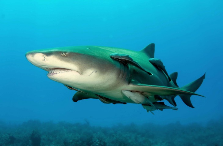 Будь-яка акула становить величезну небезпеку для людини