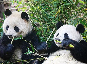 Гуанчжоу зоопарк - один із трьох найбільших міських зоопарків Китаю