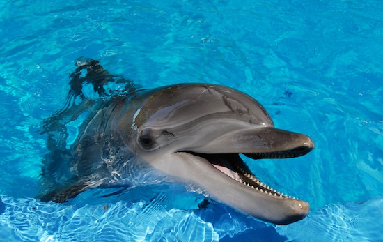 Отже, дельфіни - «няшки» або безжальні убивці