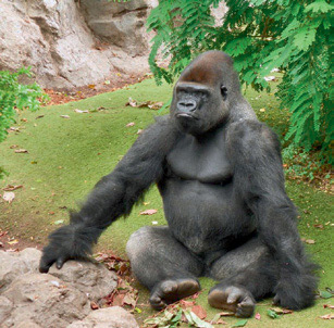 Так що Вольфганг створив в Лоро-парку щось на зразок реабілітаційного центру, куди тепер привозять горил-невдах з різних зоопарків