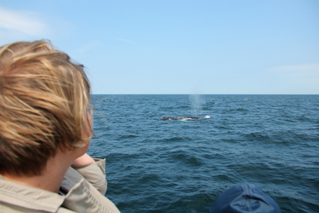 Ми підійшли ближче, дівчина-гід по рації отримувала інформацію від команди, яка відстежувала кита по ехолоту, видавала щось типу Дивимося на 11 годину або Переміщаємося на правий борт, і всі туристи, озброївшись самої різною технікою, слідували її вказівкам