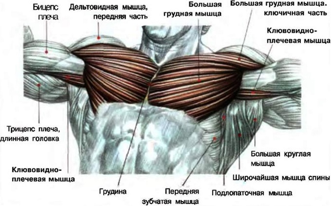 Вправи на груди   будинки для чоловіків більше спрямовані на коригування та відточенню форми м'язів грудного відділу, а також на їх підтяжку і збільшення