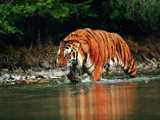 Голоси тигрів так само унікальні, як відбитки пальців людини