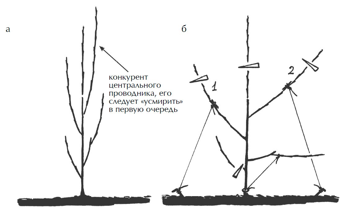 Обрізка молодого дерева: а) впадає в очі, що у такого деревця пагони мають схильність зростати під гострим кутом по відношенню до стовбура, ці гілки легко обламуються, їх слід розводити в сторони з обережністю;  б) якщо ми збираємося формувати крону у вигляді розкритої чаші з 4-5 скелетних гілок, то центральний провідник можна вкоротити досить сильно;  пагони розводимо в сторони під кутом 45 °, так щоб вони не зупинили зростання (нижній слабкий втечу відгинаємо горизонтально, він тимчасовий)