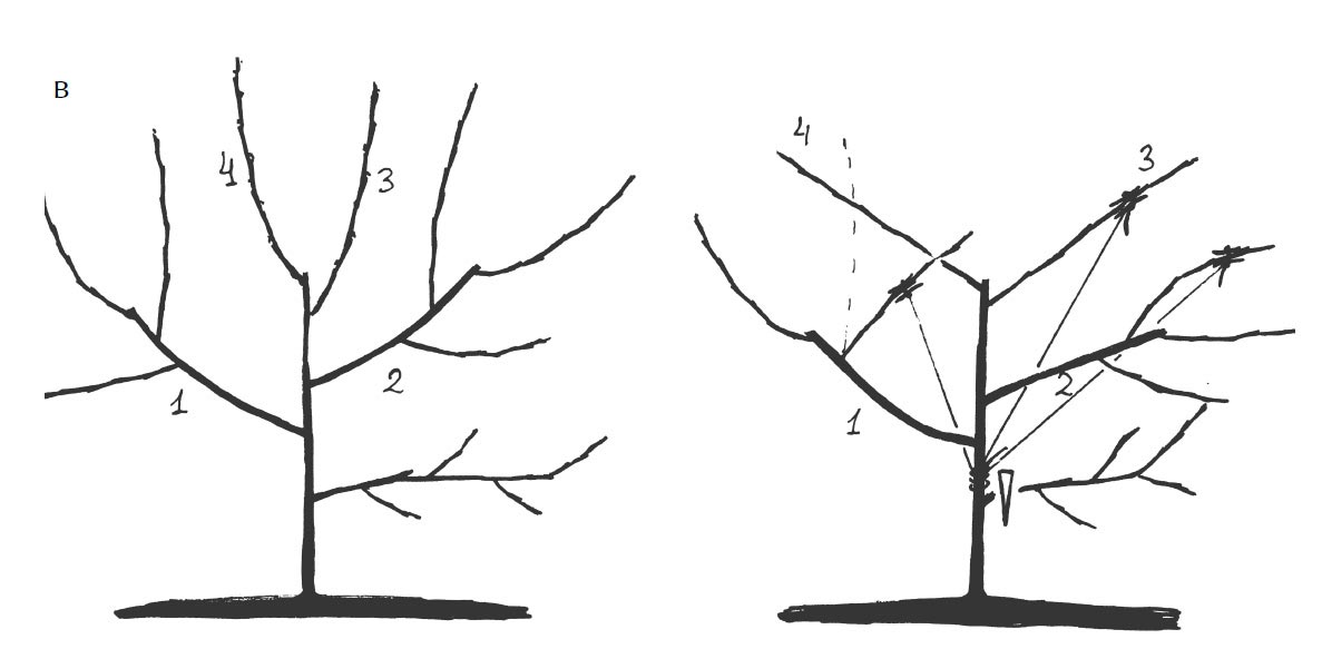 Обрізка молодого дерева (продовження): в) через рік завершуємо закладку 4 скелетних гілок, втеча, зростаючий всередину чаші, переводимо в горизонтальне положення вбік, верхні пагони розводимо в сторони, перпендикулярно двом нижнім