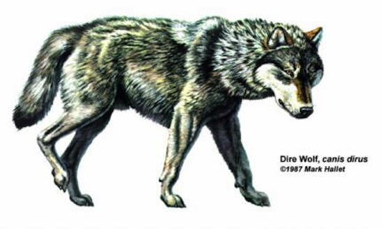 Прообразом лютоволков можуть служити так звані   жахливі вовки   , Які оселилися на території сучасних Північної і Південної Америки майже 1,8 млн років тому і вимерлі близько 10 тис років тому