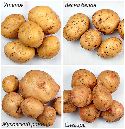 Сорт картоплі Весна біла - ультраранній (42-45 днів), урожайний
