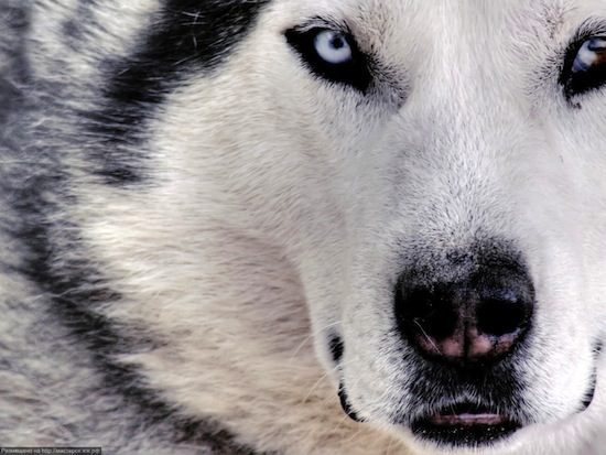 Сибірський хаскі   має шар хутра значно товщі, ніж у інших собак