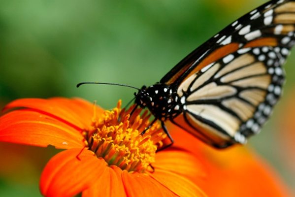 Тоді ознайомтеся з нашими фактами життєвого циклу метеликів