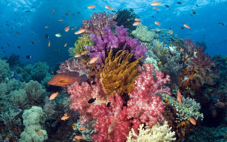 На жаль, через псуються екології та зміни клімату коралові рифи гинуть все швидше