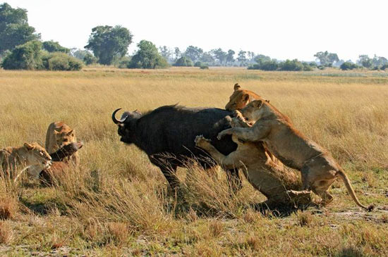Даремний на полюванні лев буде вигнаний зі зграї або убитий одноплемінниками