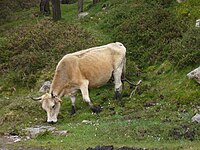 Зберегти   Астурійська гірська худоба   Астурійська гора (   Іспанська   : Астуріана-де-ла-Монтанья [1] є місцевою   Іспанська   порода великої рогатої худоби, що володіє помітною життєздатністю, племінною здатністю, [1] і послушністю