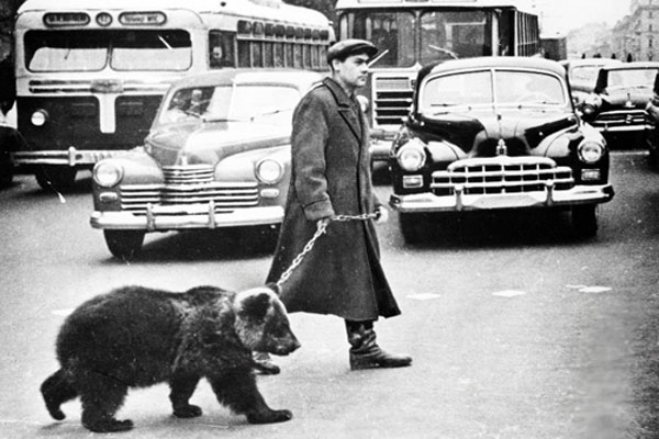 Все нормально, я просто вигулюю свого ведмедя (1963)
