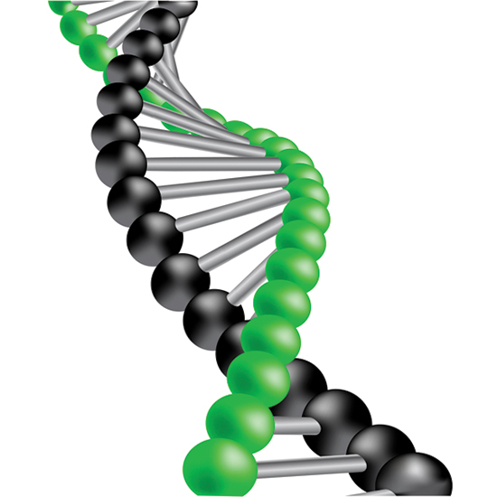Варіанти кодування генетичної інформації являють приклад безлічі сильних зв'язків між   генотипом і фенотипом