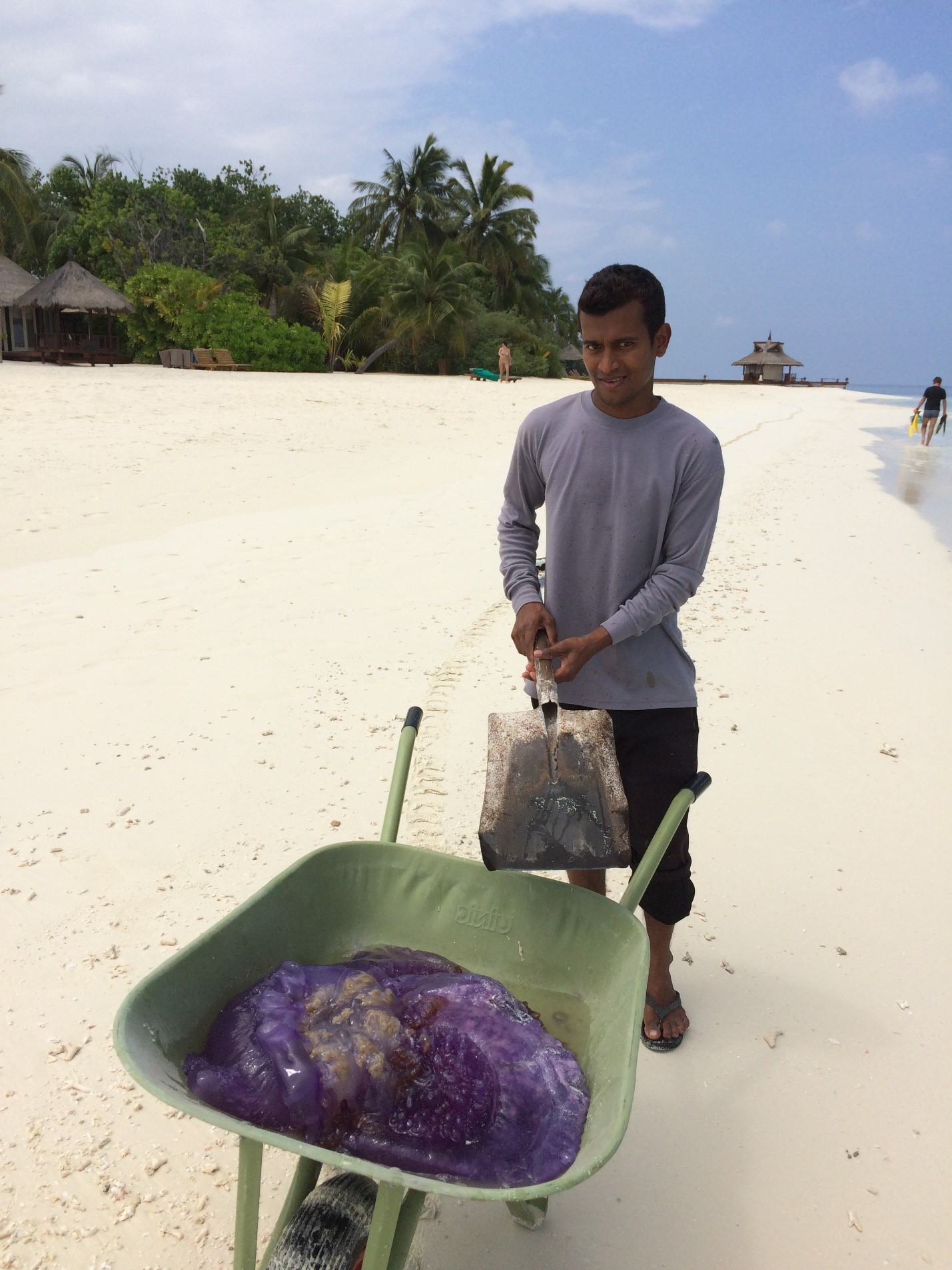 З викинутими на берег величезними ліловими медузами надходять так само