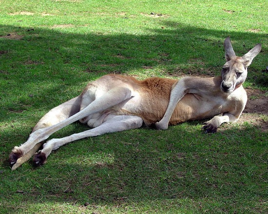 Австралійські вчені чотири роки досліджували цю особливість кенгуру: їх кишкові гази, на відміну від абсолютної більшості інших тварин, не містять метану