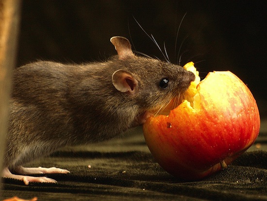 американські біологи   показали   , Що для дослідження пам'яті і навчання у щурів добре підходить планшет компанії Apple